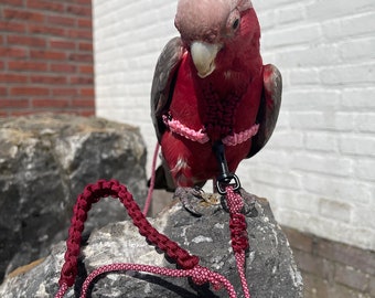 Arnés para loros Paracord rojo/rosa – Arnés ajustable hecho a mano para loros, incluye correa