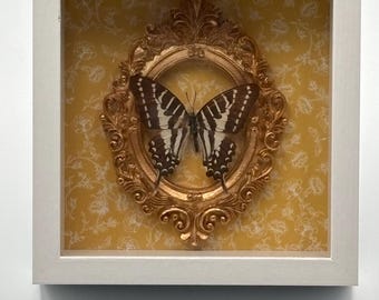 Swordtail butterfly, Real Taxidermy Specimen, framed in shadowbox #107
