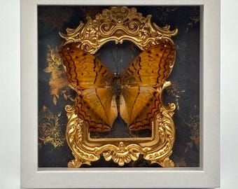 Maylay Cruiser,Real Butterfly Taxidermy Specimen, framed #104
