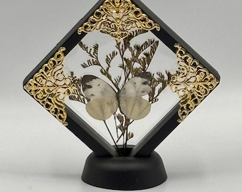 Cabbage White, Real Butterfly Specimen in 3-D floating frame #97