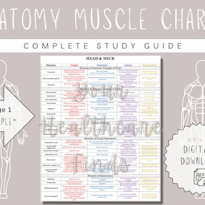 Anatomy Muscle Charts | Study Guide | Study Notes | Physician Assistant Student | Nurse Practitioner Student | Med Student