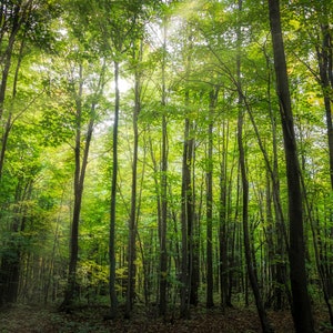 Walk in a park, Mount Rigaud, Quebec, Canada