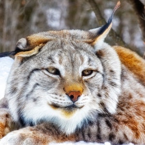 Canadian Lynx, Ecomuseum, Ste-Anne-de-Bellevue, Quebec, Canada