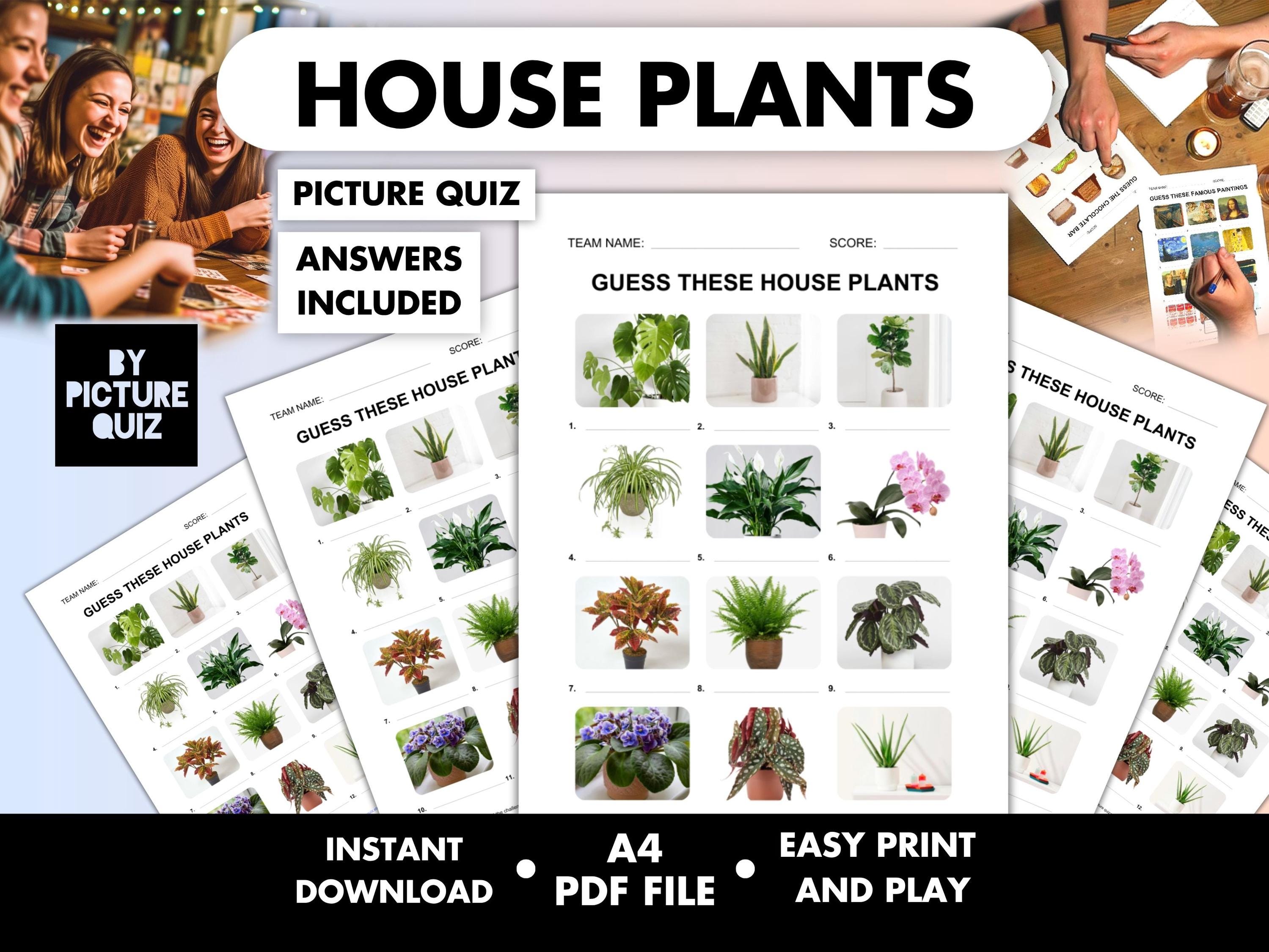 hardy plants Hardy Houseplants Duo, Small/Medium in Black | Grant