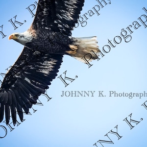 Bald Eagle in flight