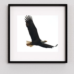 Águila calva, Volador, América, Patriótica, EE.UU., águilas, decoración del hogar, decoración de oficinas, decoración de airbnb.