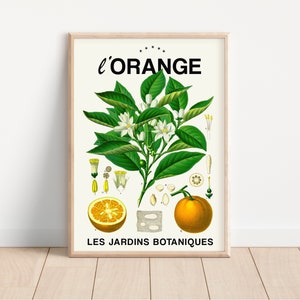 Vintage Orange Botanical Art Print, Digital Download, Kitchen Art, Citrus Illustration