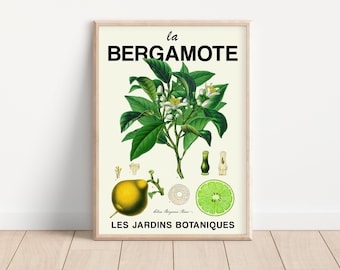 Vintage French Botanical Art Print, Bergamot, Digital Download, Kitchen Art, Citrus Illustration