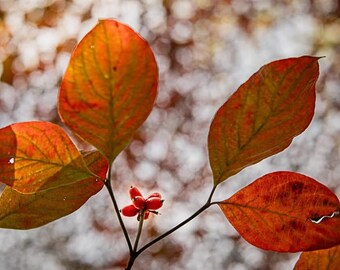 Nature Photography Print – Autumn Leaves with Berries, Wall Decor