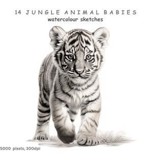 Clipart di cuccioli di animali della giungla, 14 immagini PNG con sfondo trasparente di alta qualità, schizzi a matita in bianco e nero, licenza commerciale gratuita.