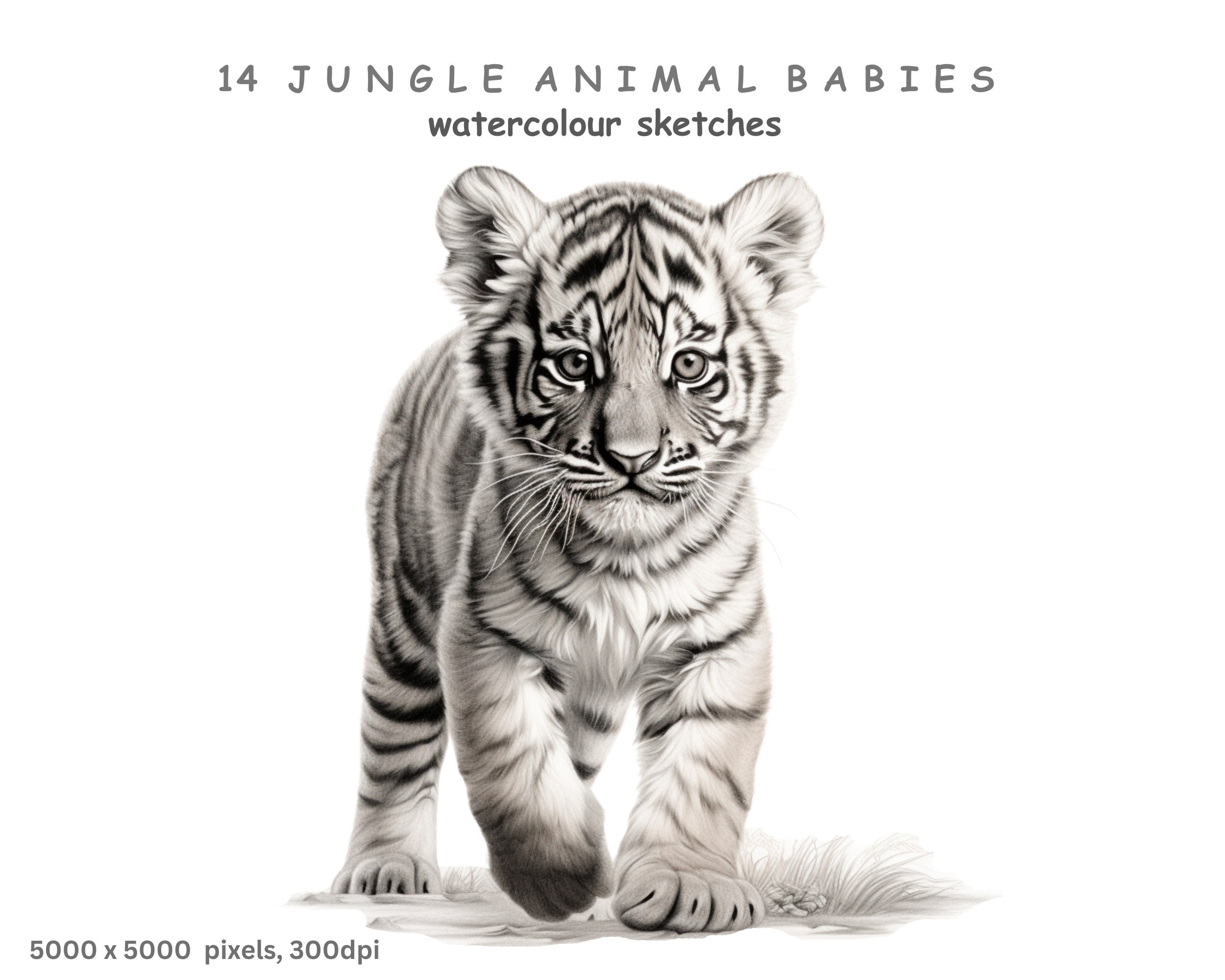 Jungle Animal Babies Clipart, 14 High Quality Transparent Background PNG Images, Black and White Pencil Sketches, Free Commercial Licence.