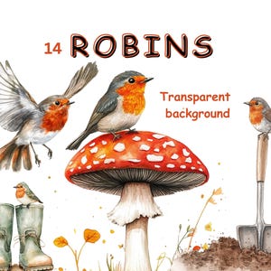 Imágenes prediseñadas de petirrojos, 14 imágenes en acuarela de petirrojos peculiares, pájaros de jardín, fondo PNG transparente digital, creación de tarjetas, diseño de camisetas