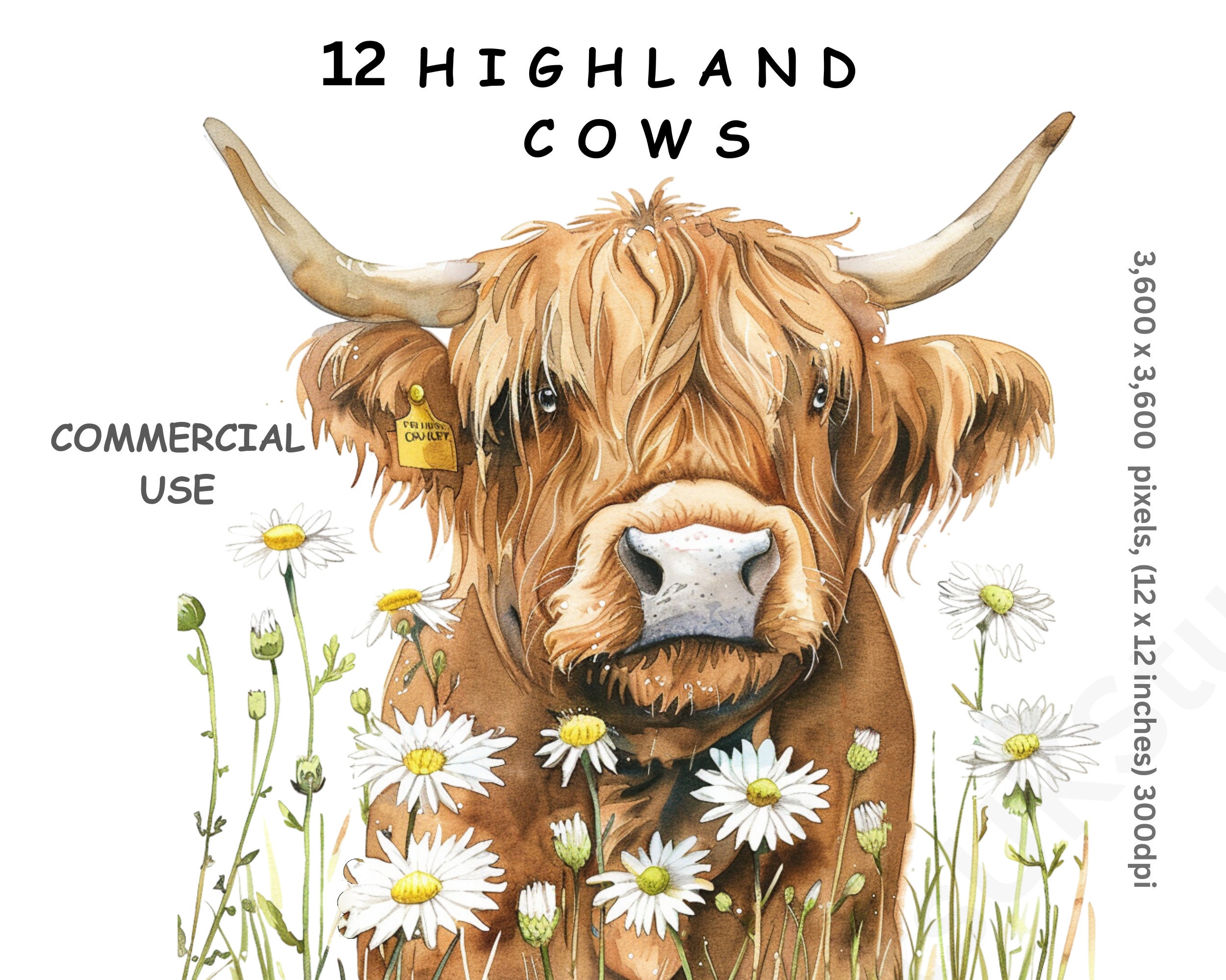 Highland Cow Clipart, 12 Watercolour Images of Cartoon Highland Cows ...