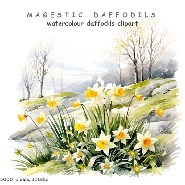 Watercolour Daffodil Clipart, 14 High Quality Transparent Background PNG Daffodil Clipart Images, Digital Download Clip Art, Commercial Use.