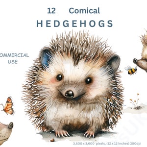 Clipart di riccio, 12 immagini clipart di riccio ad acquerello, animali del bosco, sfondo trasparente, uso commerciale, sublimazione per la creazione di biglietti