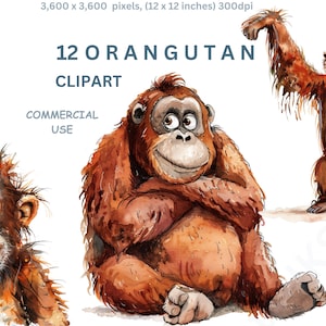 Clipart di oranghi, 12 scimmie oranghi della giungla, immagini PNG con sfondo trasparente di alta qualità, licenza commerciale gratuita.