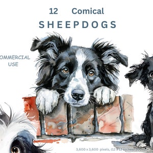 Sheep Dog Clipart, 12 Comical Black and White Boarder Collie Clipart Images, Transparent Background, Commercial Use, Card Making Sublimation