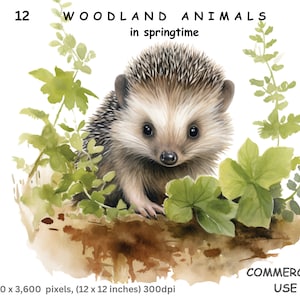 Clipart di animali del bosco, 12 immagini PNG con sfondo trasparente ad acquerello di animali del bosco in primavera, licenza commerciale inclusa