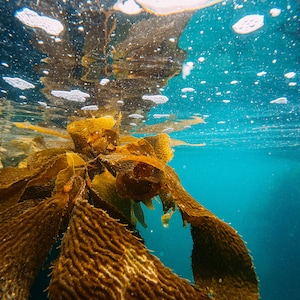 Irish Sea Kelp