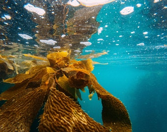 Irish Sea Kelp