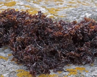 Irish Sea Moss, Carrageen