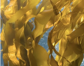 May include: Close-up of a cluster of golden brown kelp seaweed underwater. The kelp is translucent and appears to be swaying in the current.