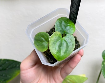 Anthurium Papillilaminum Fort Sherman x Luxurians