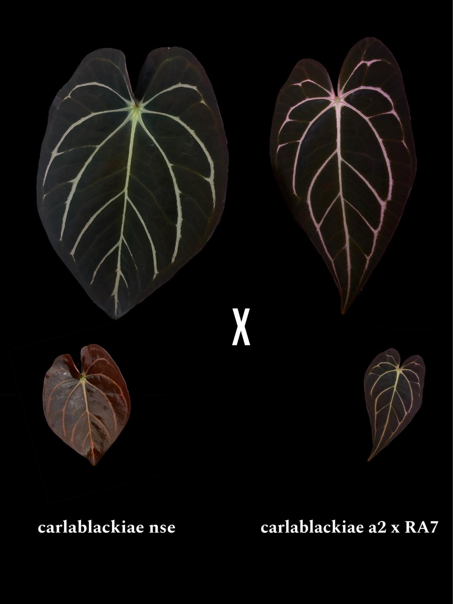 Anthurium Carlablackiae NSE X Carlablackiae A2 7 Pure Carla Anthurium Carlablackiae NSE X Carlablackiae A2 7 Pure Carla