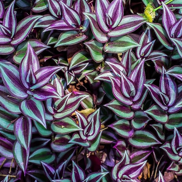 Wandering Jew (Tradescantia Zebrina) - Live & Rooted Plant Cuttings