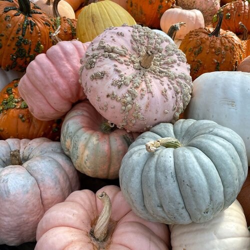 Pink porcelain Doll Pumpkin Seeds Etsy