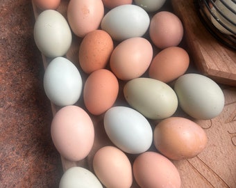 Free-range chicken eggs