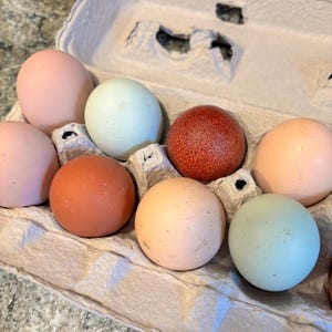 Free Range Chicken Eggs