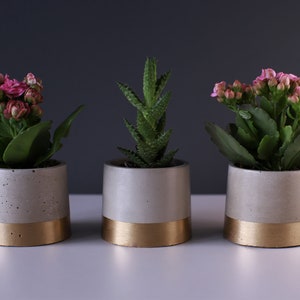 Concrete Flower Pot with Gold Accent SET OF 3 Minimal Nordic Industrial Planters for Succulents Herbs Cacti Interior Garden