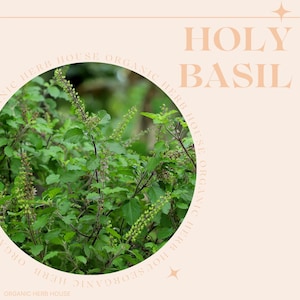 Bio Heiliges Basilikum, Tulsi Rama Tee, Bio Kräuter, Kräutertee,