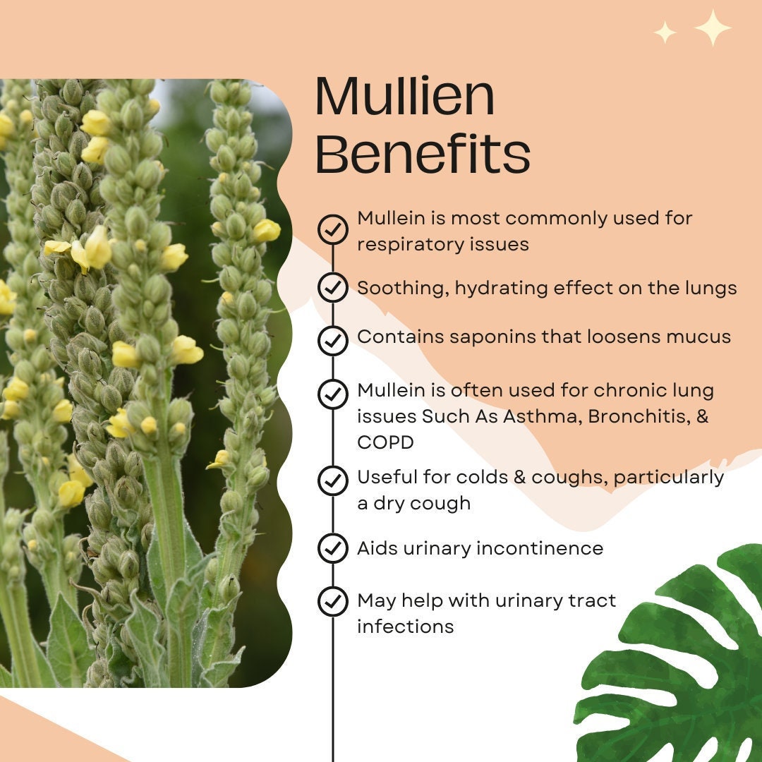 Organic Mullein Herbal Tea, Mullein Herb, Smoking Herbs Etsy