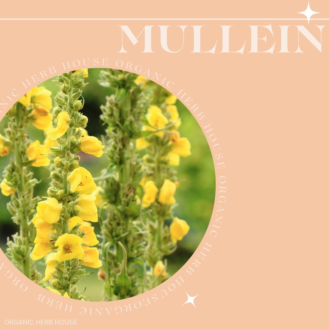 Organic Mullein Herbal Tea, Mullein Herb, Smoking Herbs Etsy