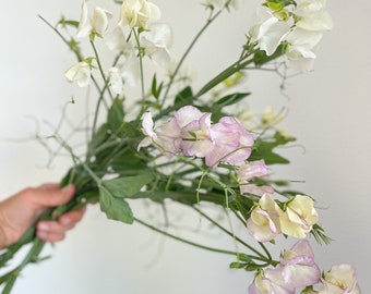 Sweet Pea 'King's High Scent'