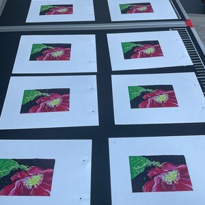 Linocut handmade print reduction layers in color showing a papaver flower with a leaf Several in progress