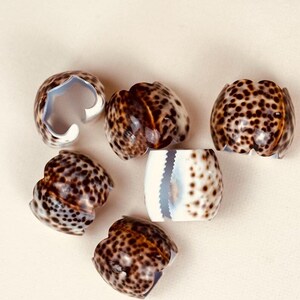May include: A collection of six decorative seashells. The shells have a speckled brown and cream pattern. One shell has a white and blue interior. The shells are arranged on a cream-colored surface.