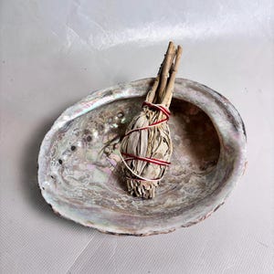 May include: Abalone shell with a white sage bundle tied with red and white string. The shell has iridescent colors and a natural, textured surface. The sage bundle has three wooden sticks at the top.