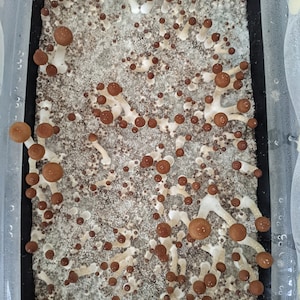 May include: A close-up view of a container filled with a white substrate and numerous brown mushrooms growing in clusters. The mushrooms are in various stages of growth, with some fully formed and others still developing.