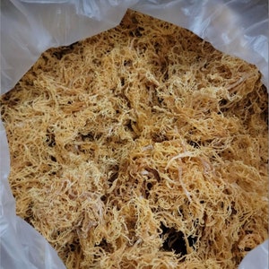 Bulk  St. Lucian Gold Sea Moss  Grade A  Sundried  Wildcrafted - Wholesale Quantities