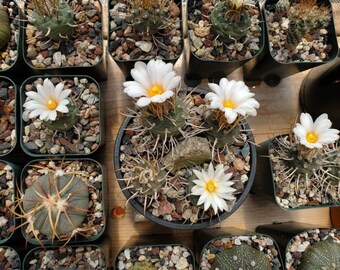 Turbinicarpus schmiedickeanus ssp. schwarzii Seeds 25 Count