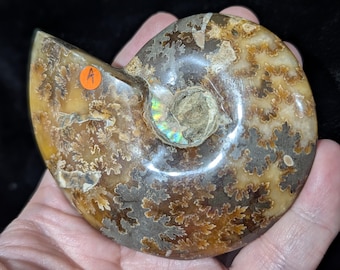 Natural Ammonite Fossil Specimen ~ Ammonite Conch Fossil ~ Spiral Fossil ~ Ammonite Fossil Decor