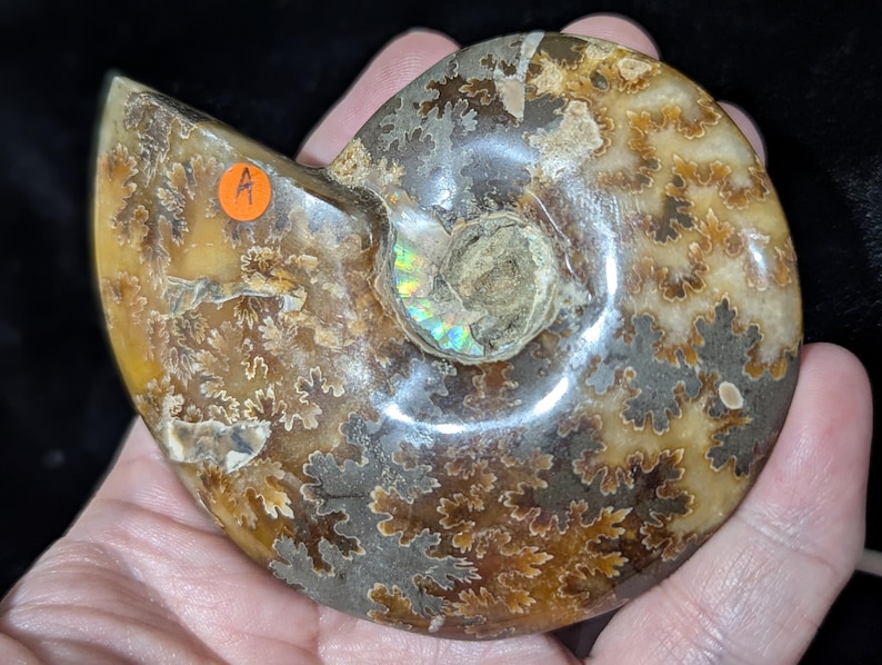 Detailed Shell Template Natural Ammonite Fossil Specimen ~ Ammonite Conch Fossil ~ Spiral ...
