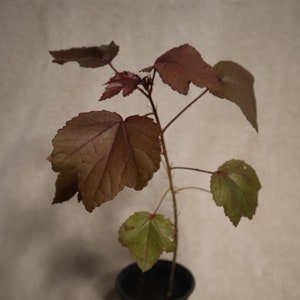 Cranberry Hibiscus (Cannot ship CA/HI)