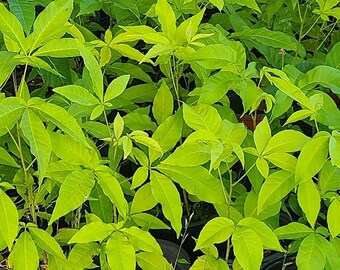 White Sapote trees! (Cannot Ship Ca/Hi)