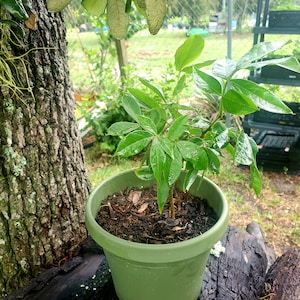 Ice Cream Bean Trees! (Cannot ship CA/HI)