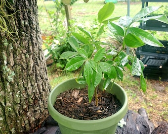 Ice Cream Bean Trees! (Cannot ship CA/HI)