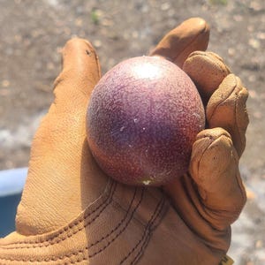 Passionfruit Seeds